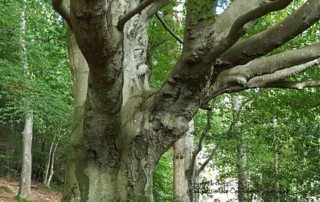 Delamont Tree