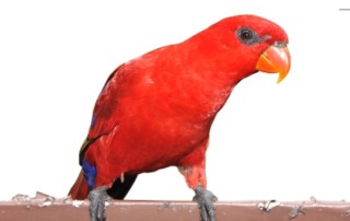Inner Parrot